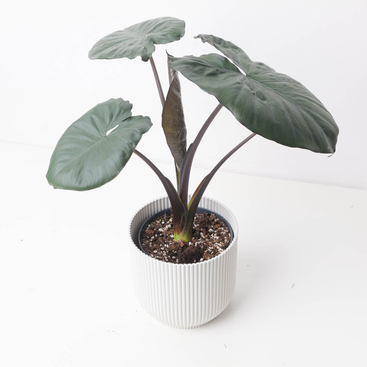 Alocasia Serendipity - House of Kojo