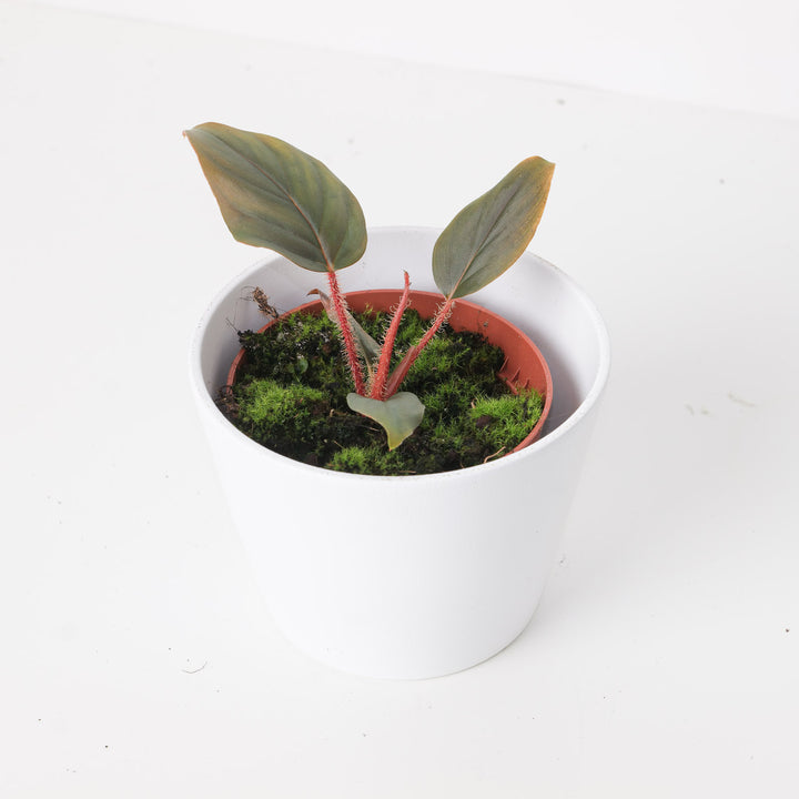 philodendron serpens care Philodendron serpens