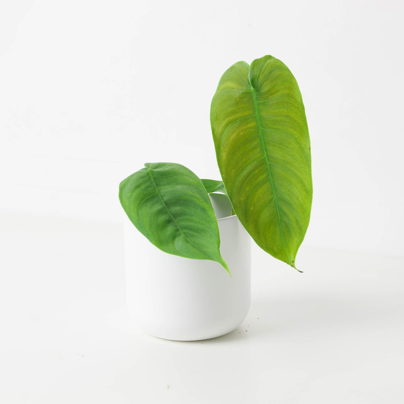 philodendron sharoniae san antonio Philodendron sharoniae