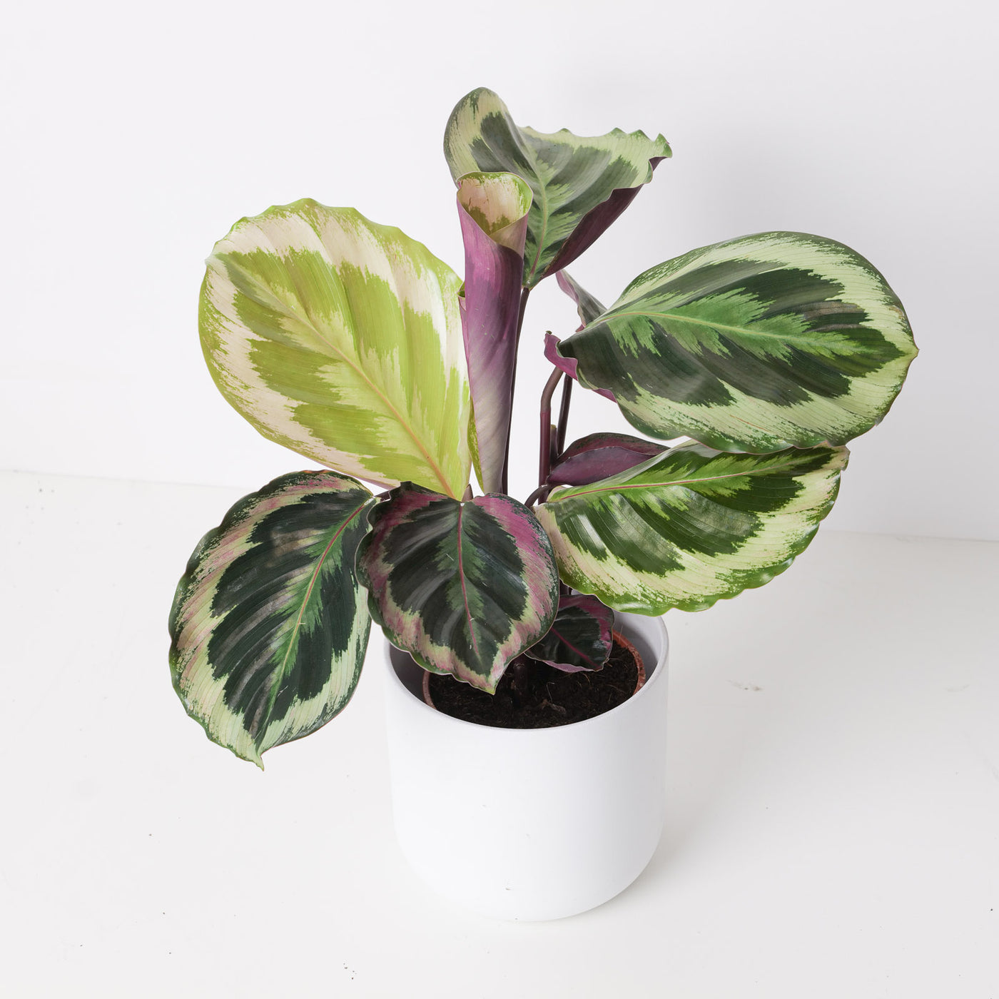 Calathea roseopicta 'Shinestar' - House of Kojo