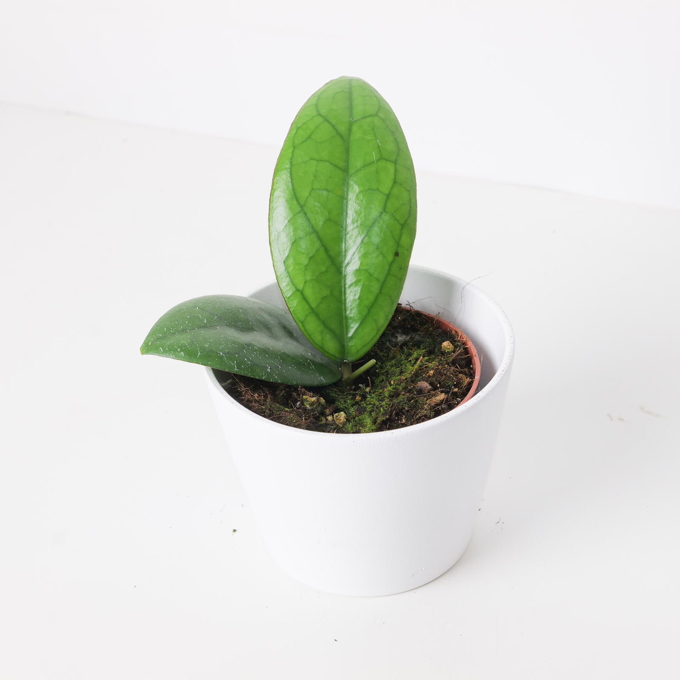 Hoya 'Puom Siam Ruby' | Hoya 'Joy' x Hoya 'Jennifer' - House of Kojo