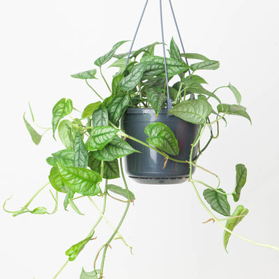 Monstera Siltepecana - House of Kojo
