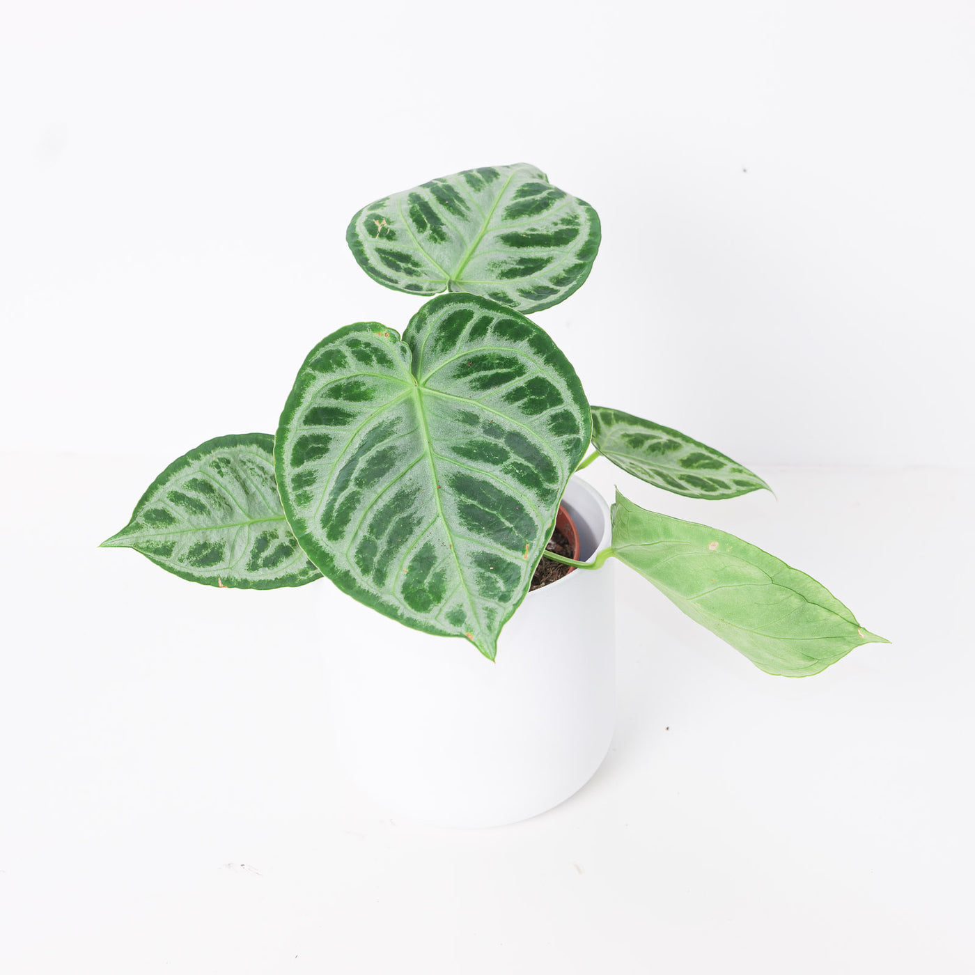 Anthurium 'Silver Blush' Super Silver - House of Kojo