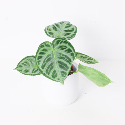 Anthurium 'Silver Blush' Super Silver - House of Kojo
