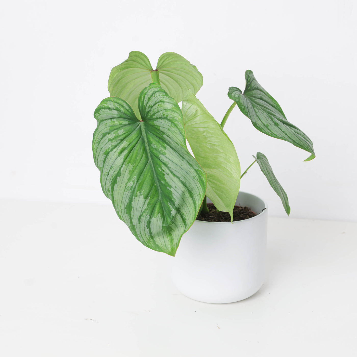 Philodendron Mamei 'Silver Cloud' - House of Kojo