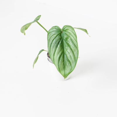 Philodendron Mamei 'Silver Cloud' - House of Kojo