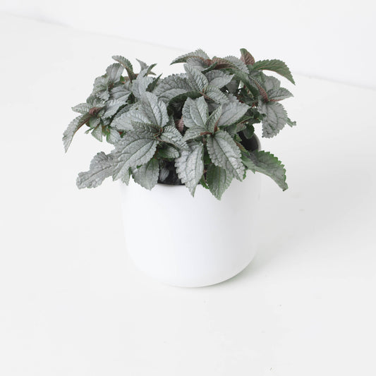 Pilea cadierei 'Ellen Silver' - House of Kojo