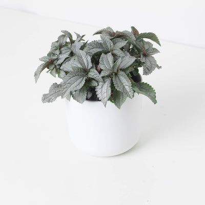 Pilea cadierei 'Ellen Silver' - House of Kojo