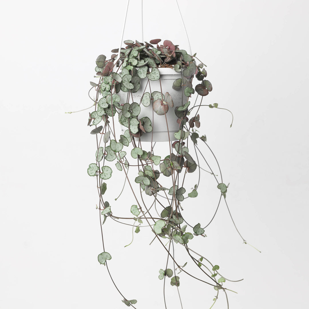 Ceropegia woodii Silver Glory