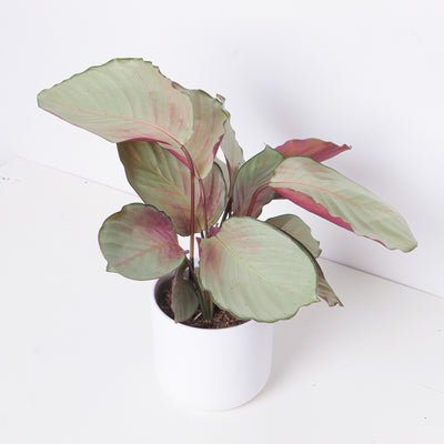 Calathea roseopicta 'Silver Plate' - House of Kojo