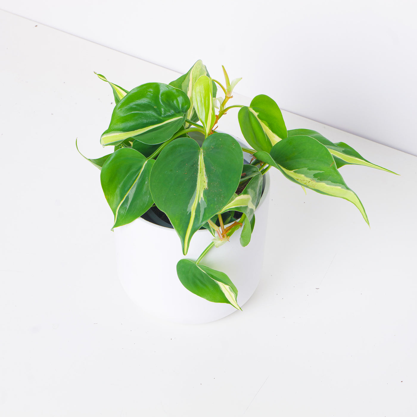 Philodendron scandens 'Silver Stripe' - House of Kojo