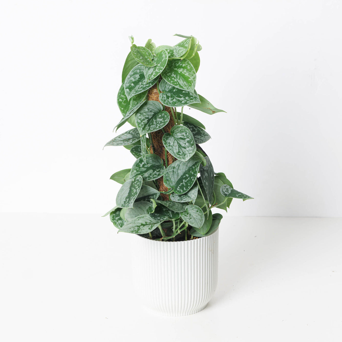 Scindapsus Pictus Silvery Ann | Satin Pothos - House of Kojo