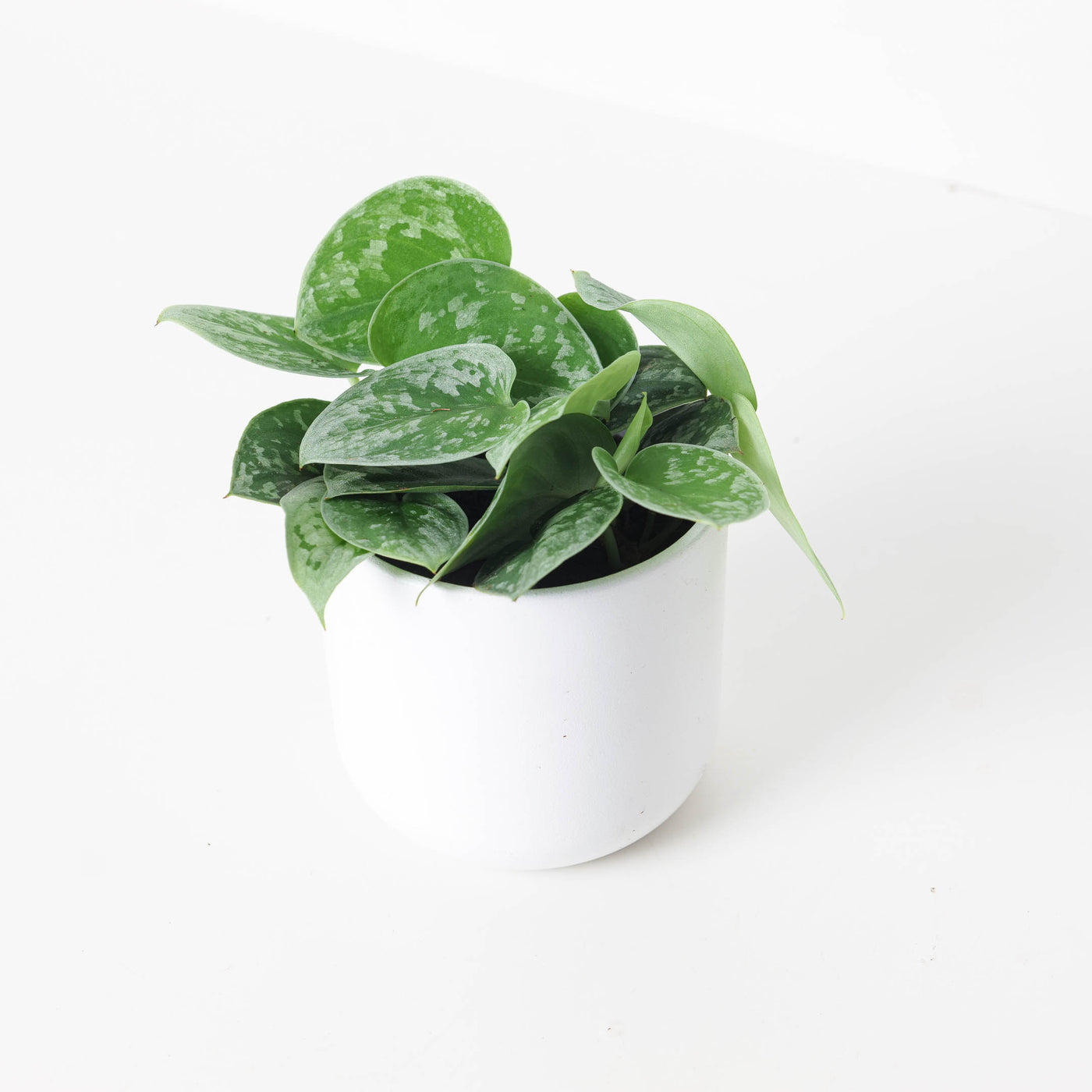 Scindapsus Pictus Silvery Ann | Satin Pothos - House of Kojo