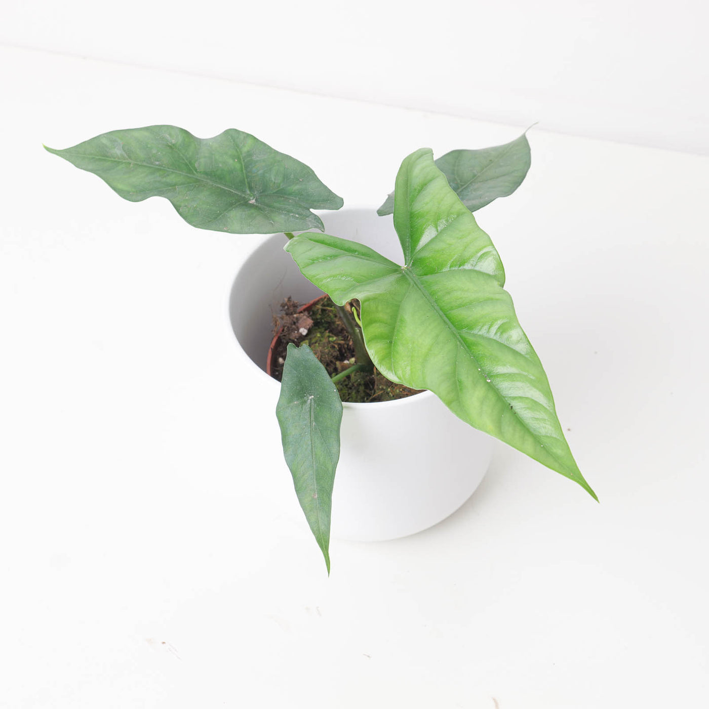 Alocasia simpo | Lukiwan x Sinuata - House of Kojo