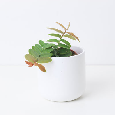 Marcgravia Sintensii - House of Kojo