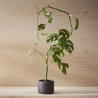 Aaron Probyn Botany Pot Small - Graphite Black