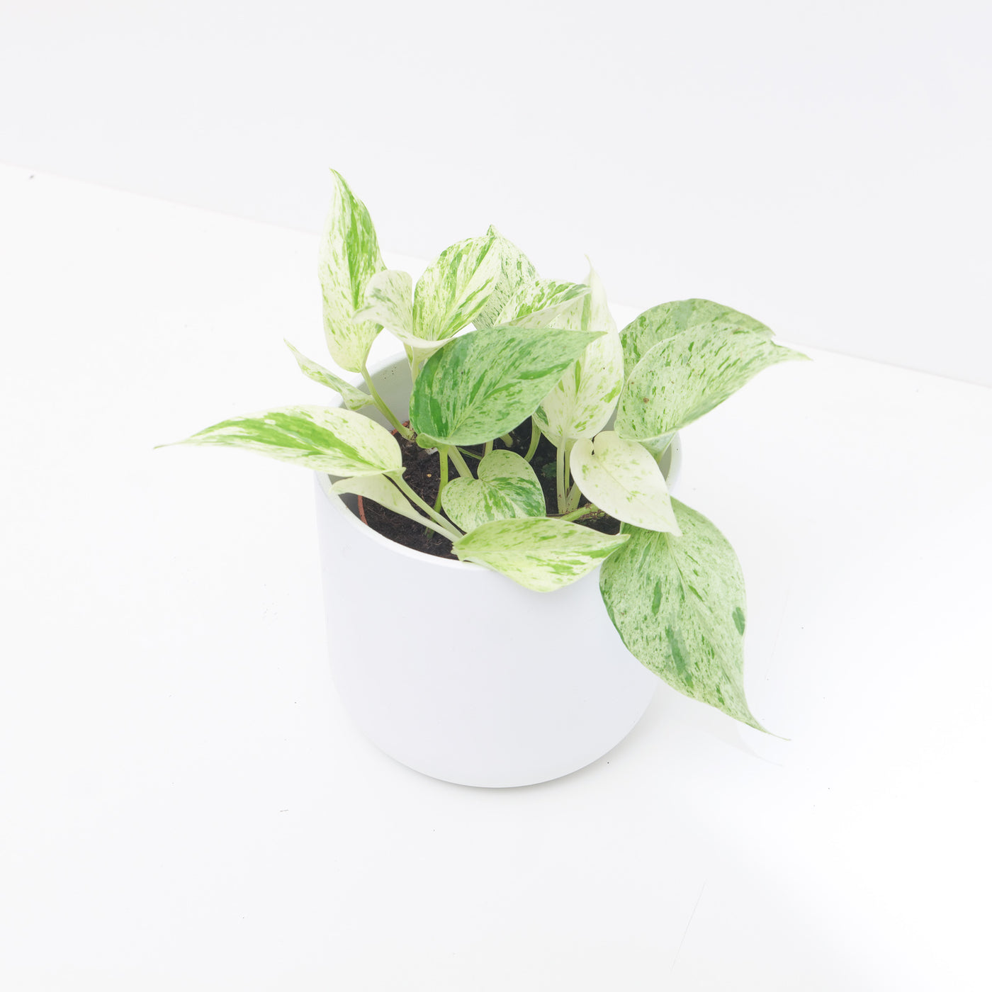 Epipremnum 'Snow Leopard' - House of Kojo