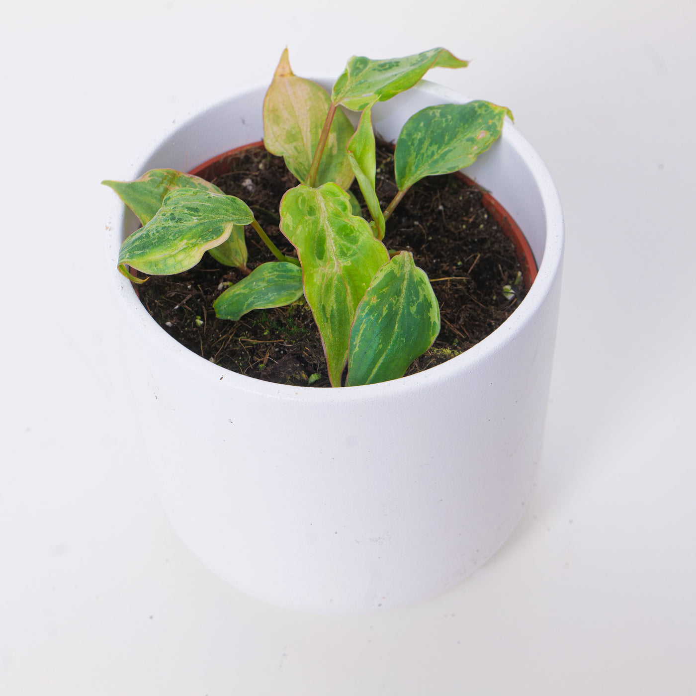 Philodendron gloriosum 'Snow Leopard' - House of Kojo