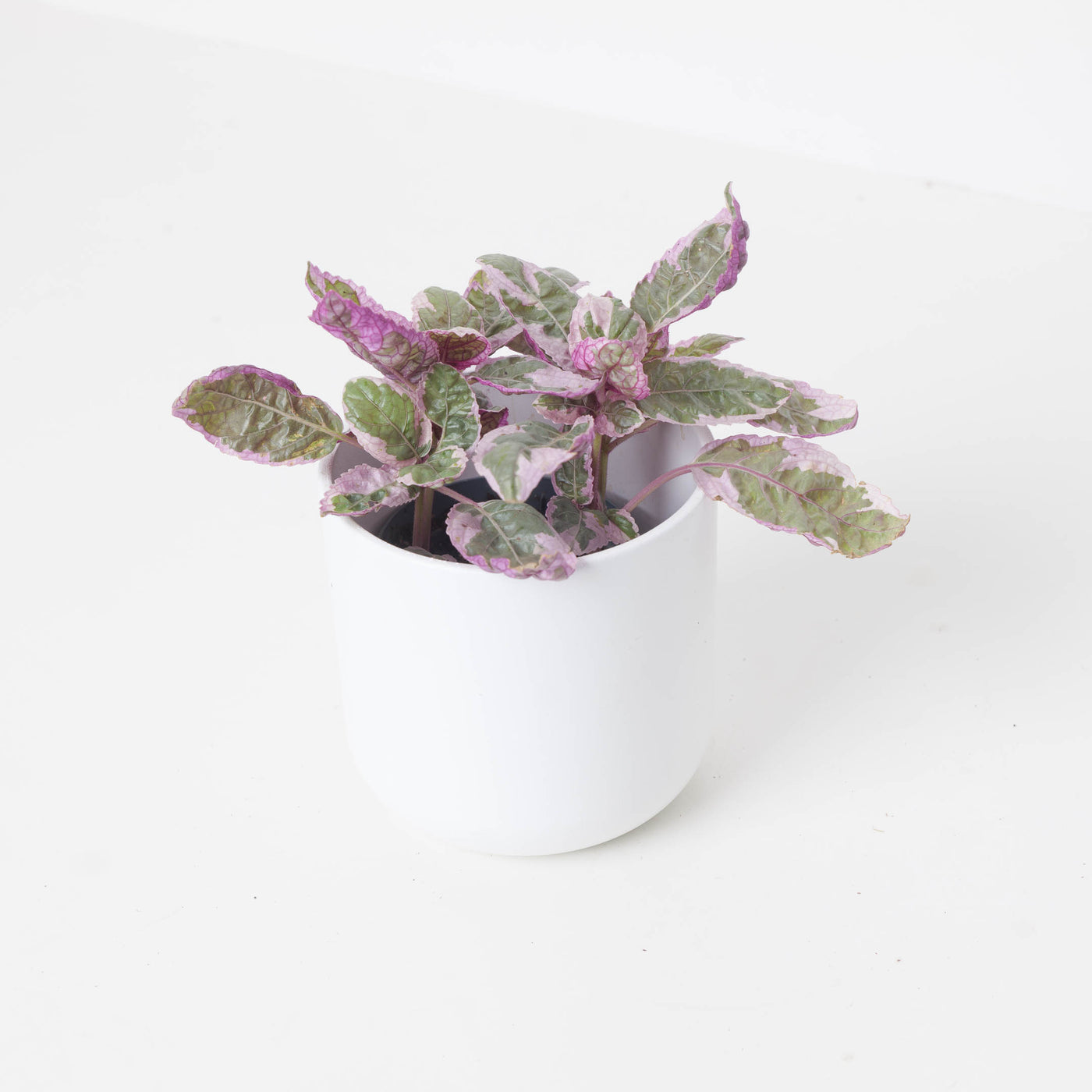 Hemigraphis Snow White | Houseplant - House of Kojo