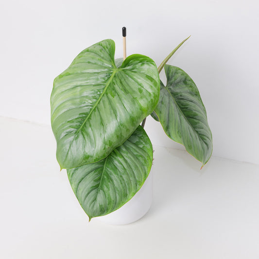 Philodendron Sodiroi - House of Kojo