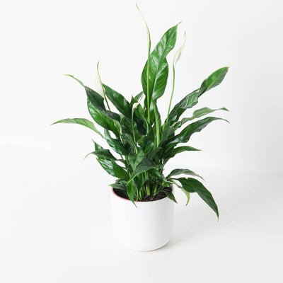 Spathiphyllum sp. 'Sweet Curiosa' | Peace Lilly - House of Kojo