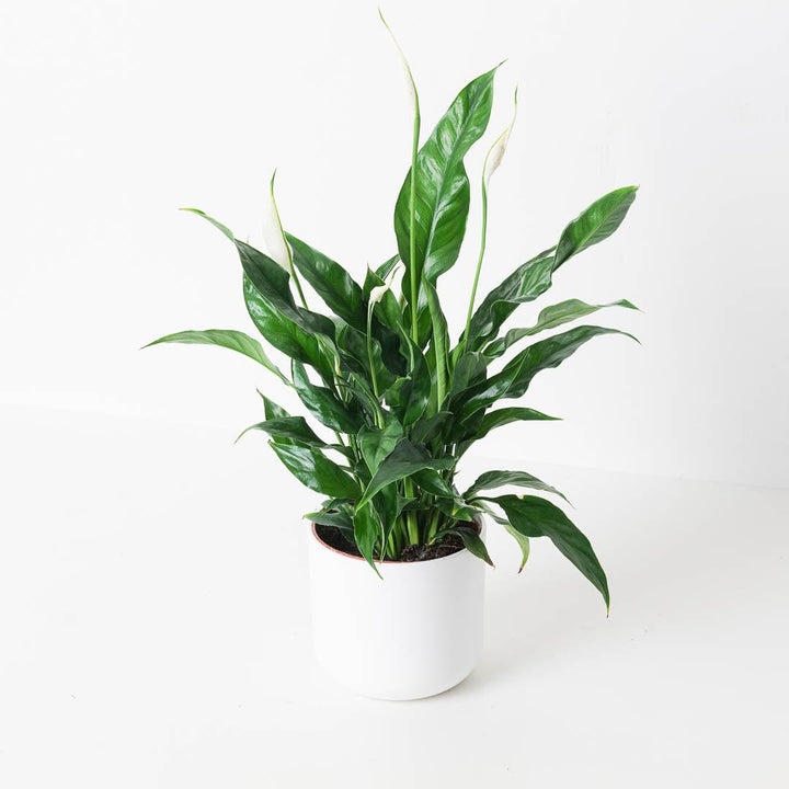 peace lily spathiphyllum spp Spathiphyllum sp. 'Sweet Curiosa' | Peace Lily