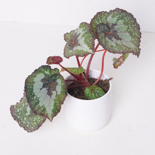 Begonia 'Speckled' - House of Kojo