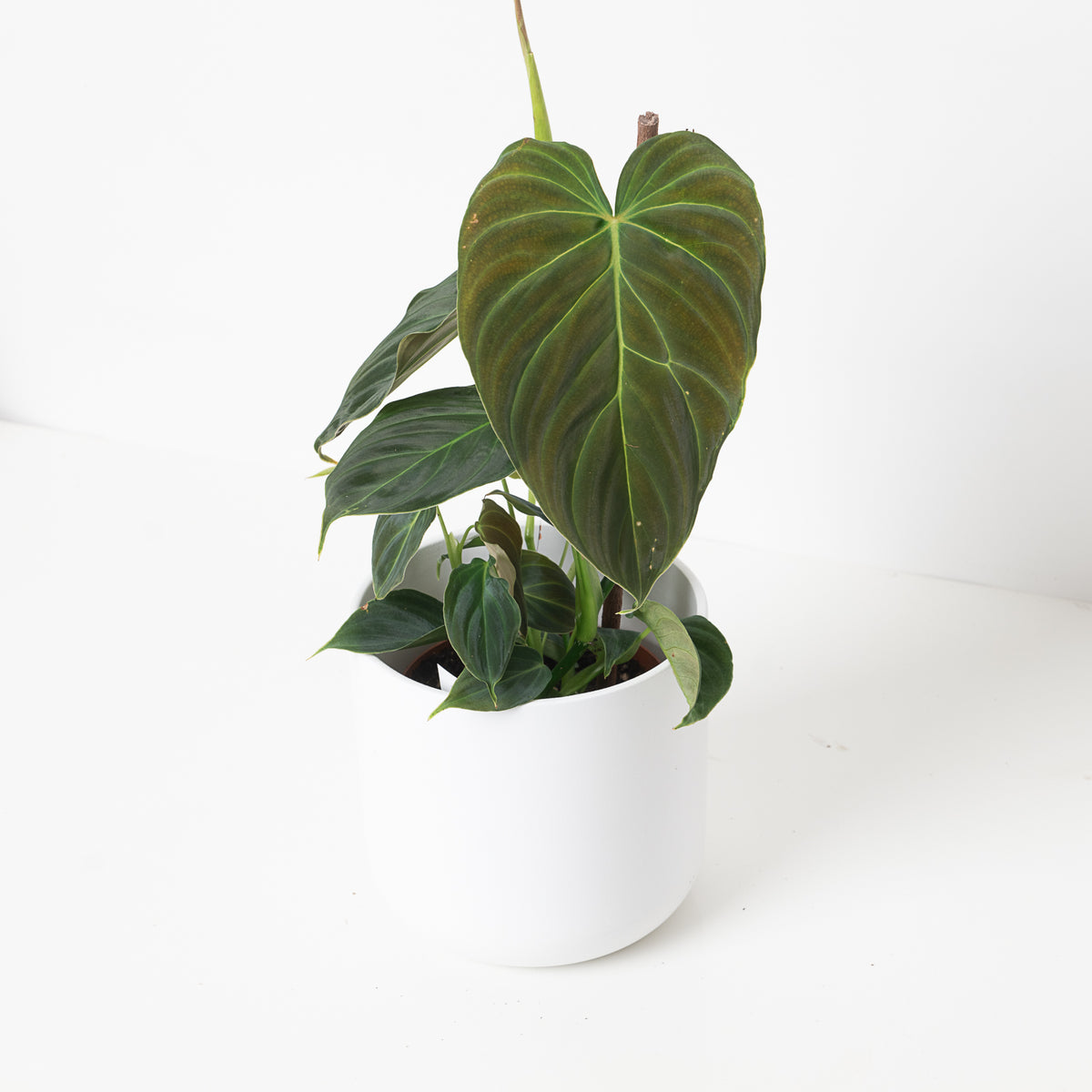 Imperfect Philodendron Splendid | Verrucosum x Melanochrysum - House of Kojo