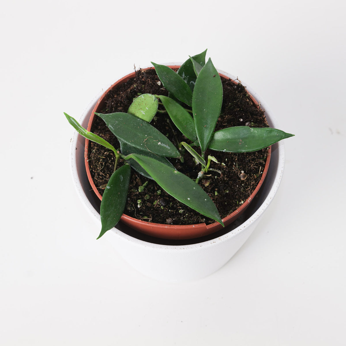 Hoya stoneana IPPS 00132 - House of Kojo
