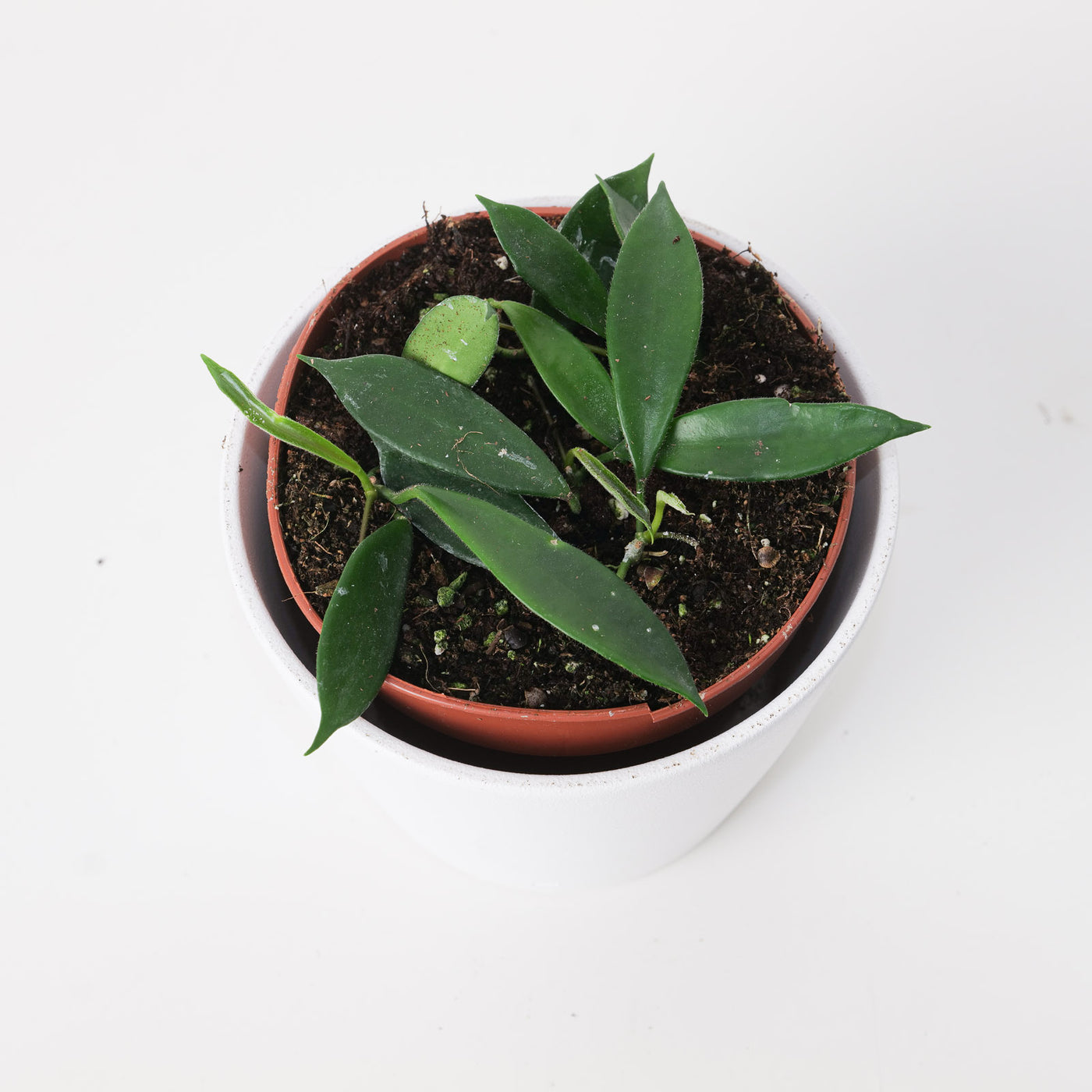Hoya stoneana IPPS 00132 - House of Kojo