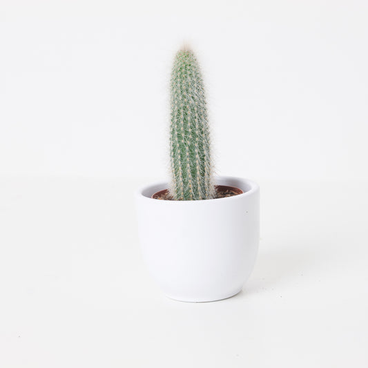 Cleistocactus strausii - House of Kojo