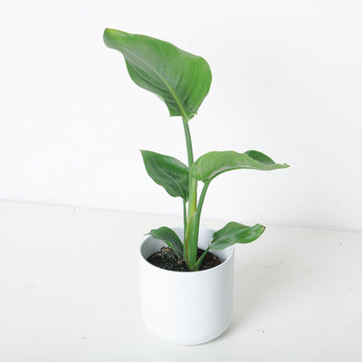 Strelitzia Nicolai | White Bird of Paradise - House of Kojo