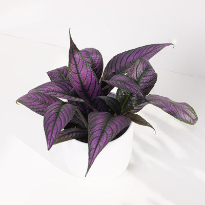 Strobilanthes auriculata var. dyeriana - House of Kojo