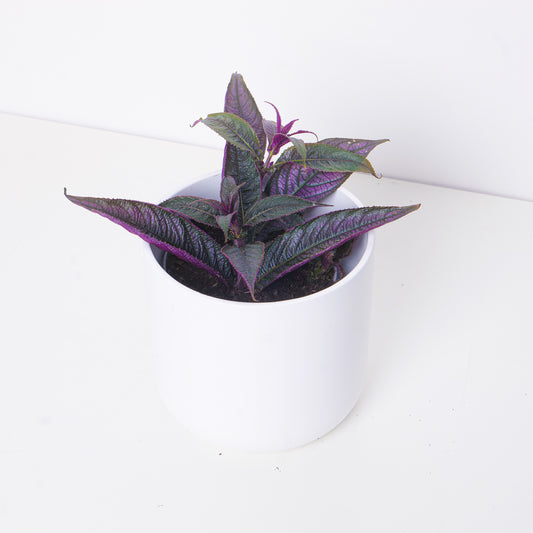 Strobilanthes auriculata var. dyeriana - House of Kojo