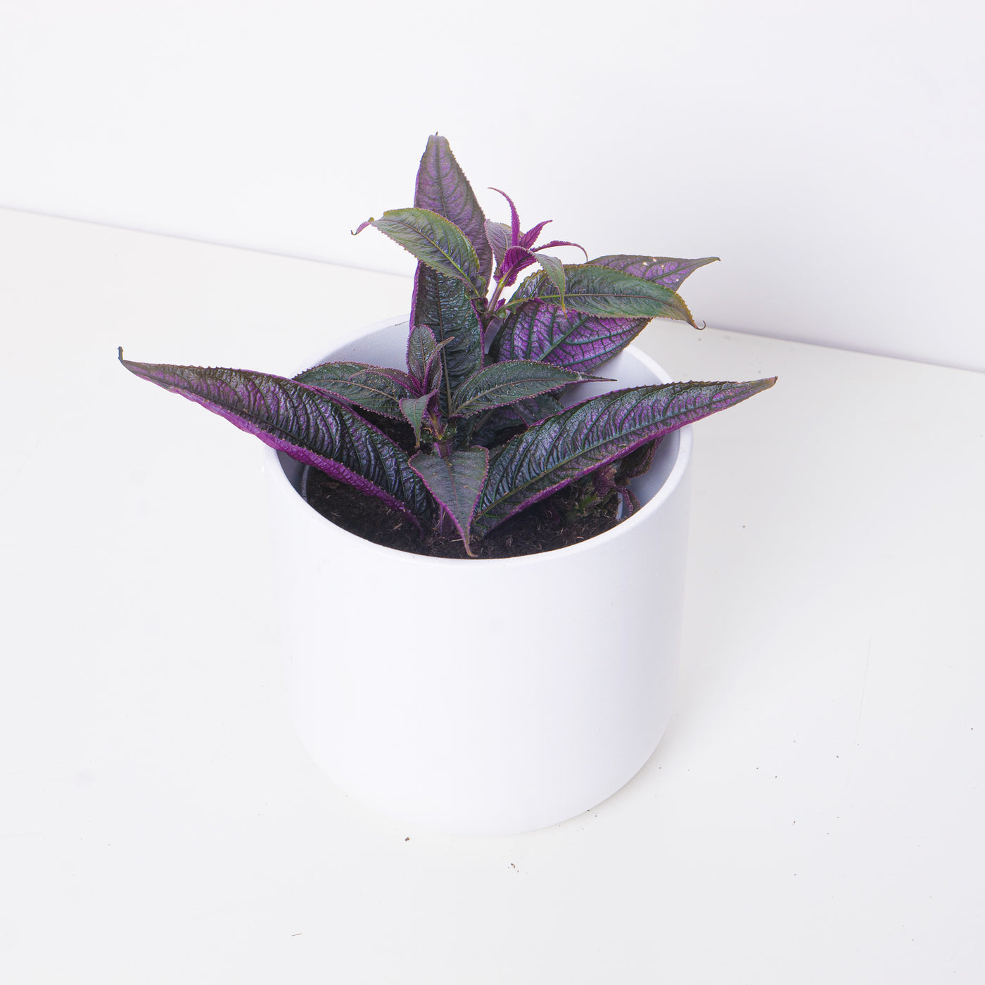 Strobilanthes auriculata var. dyeriana - House of Kojo