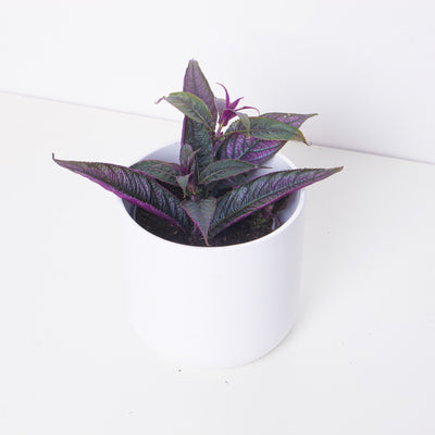 Strobilanthes auriculata var. dyeriana - House of Kojo