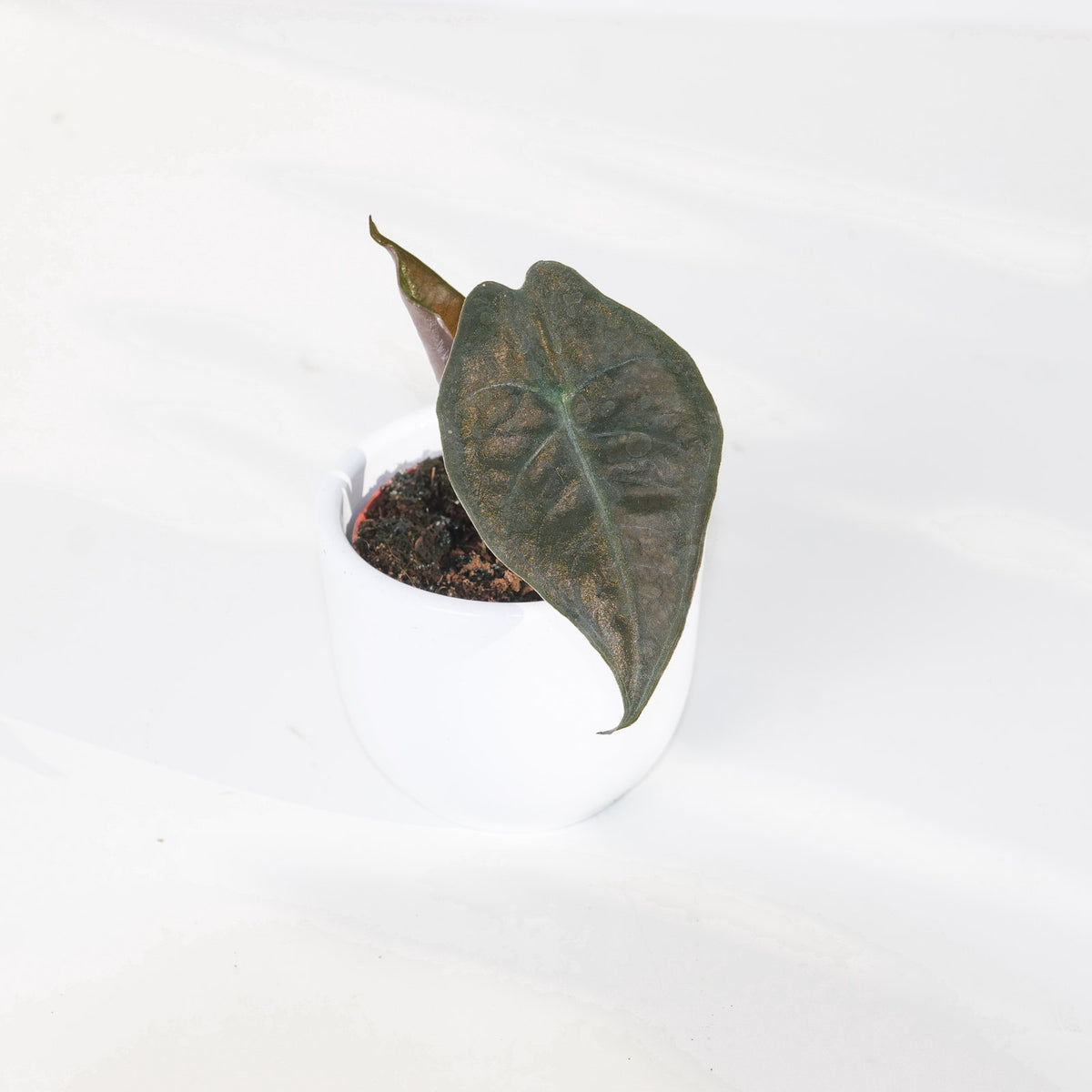 Alocasia suhirmaniana Red Petiole - House of Kojo
