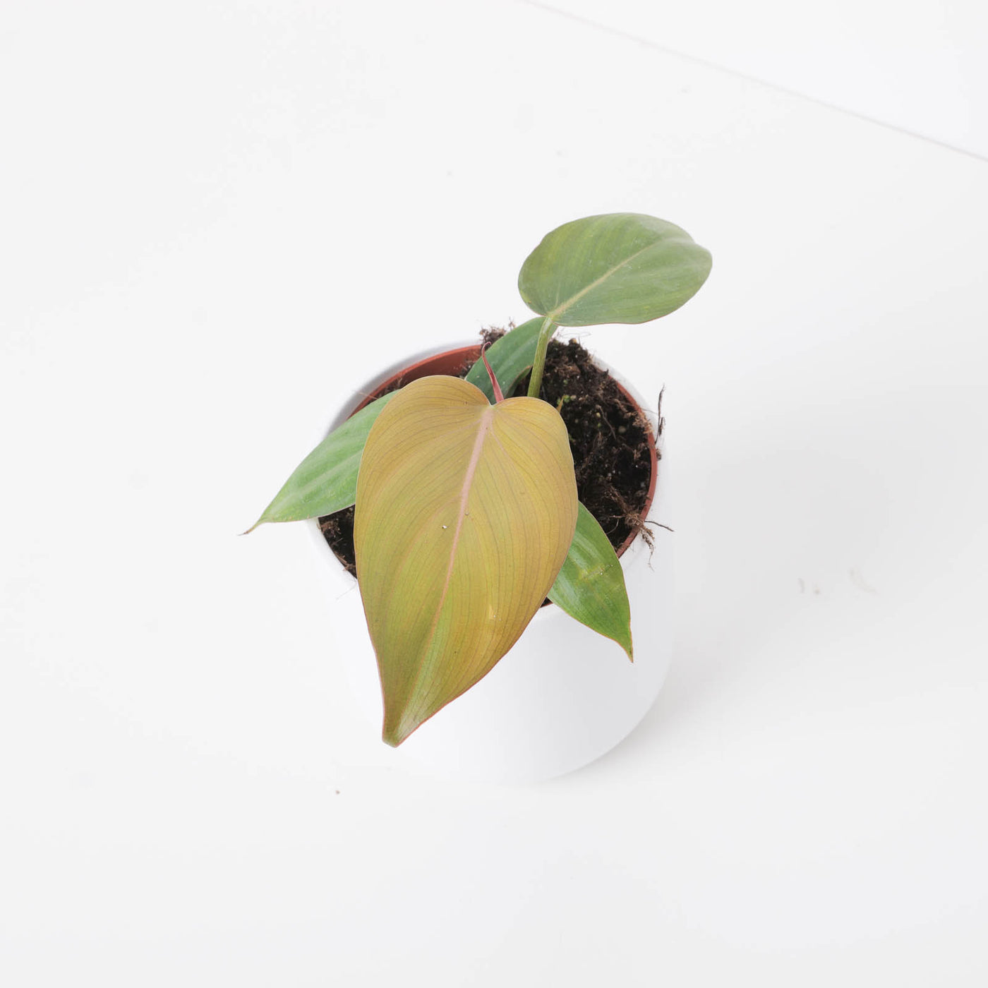 Philodendron 'Summer Glory' - House of Kojo