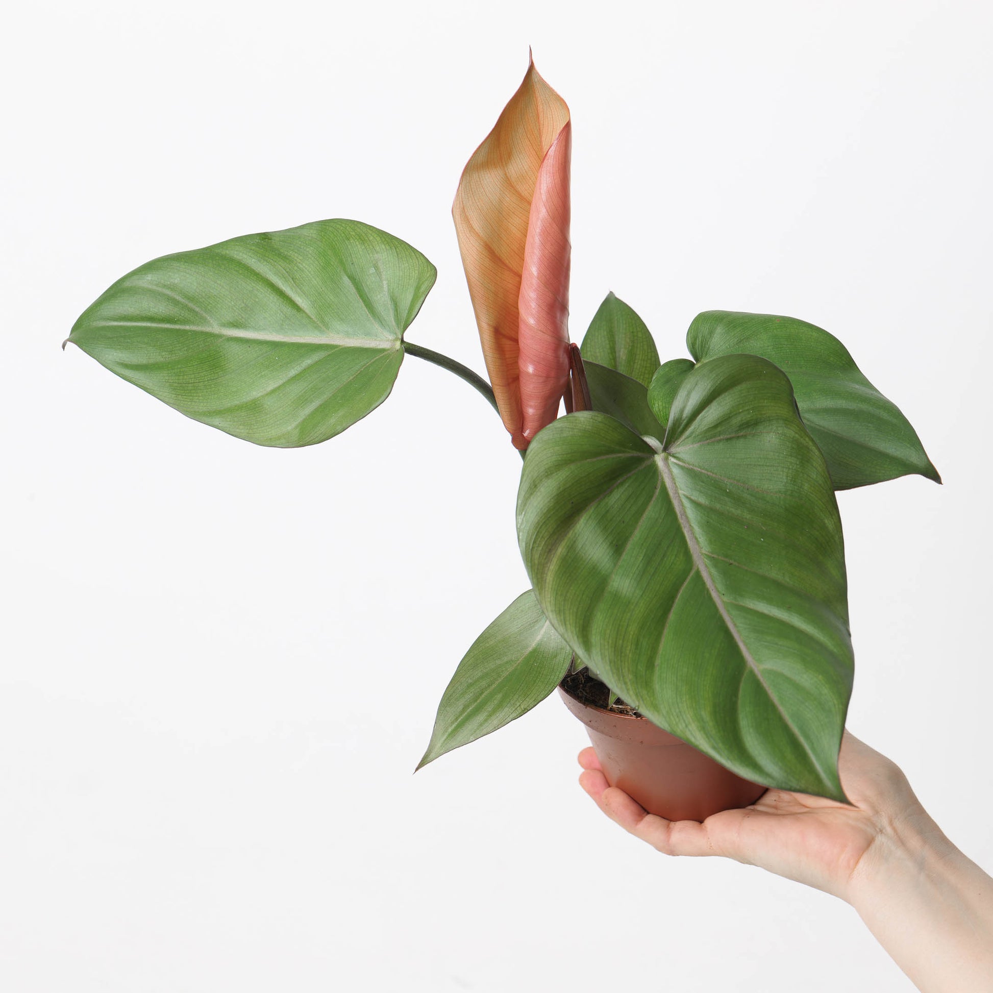 Philodendron 'Summer Glory' - House of Kojo