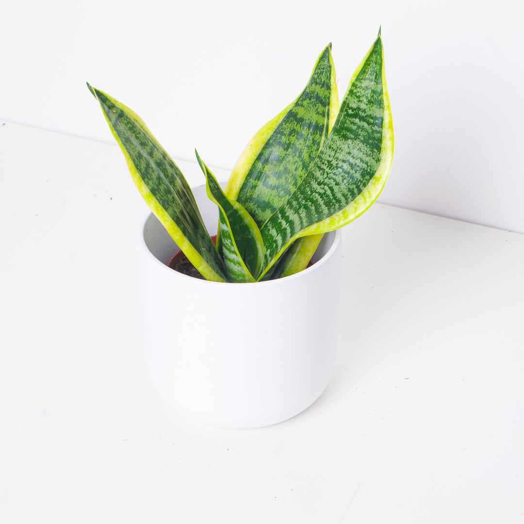 futura superba snake plant care Sansevieria 'Futura Superba'