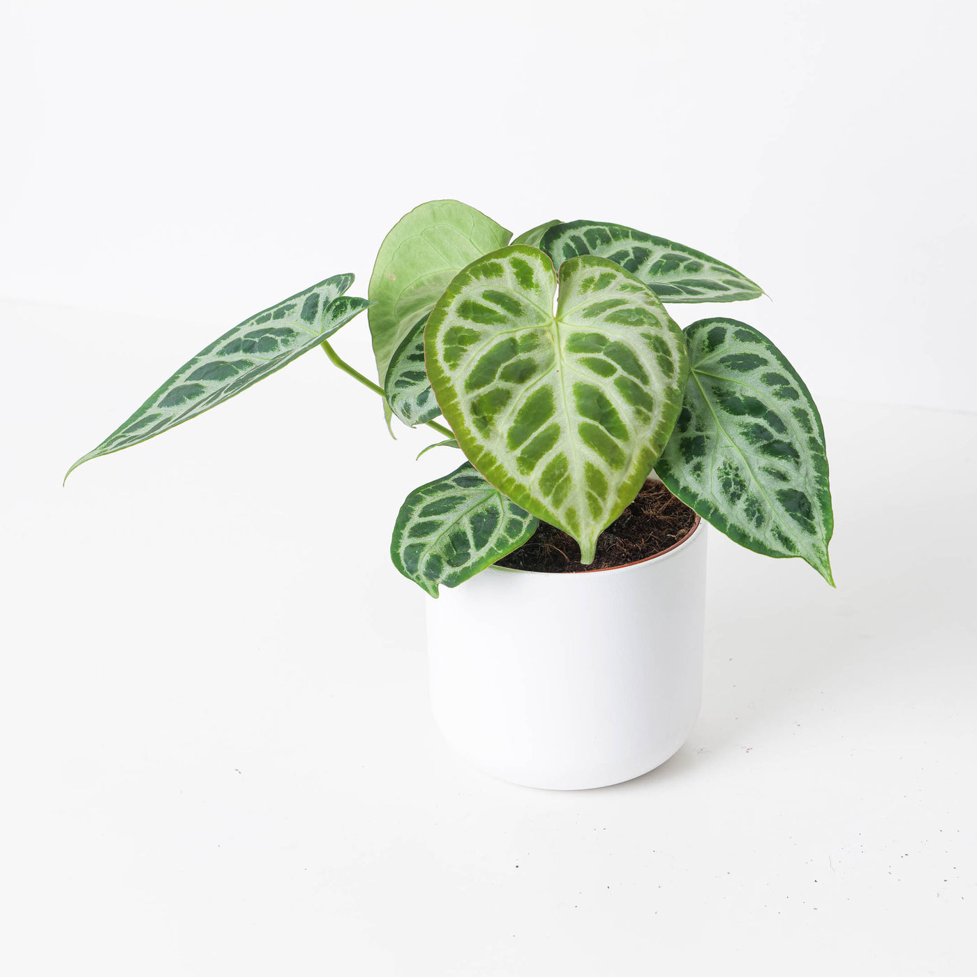 Anthurium 'Silver Blush' Super Silver - House of Kojo