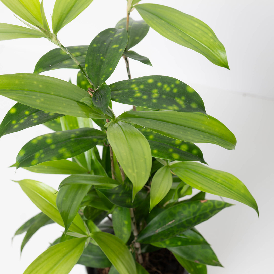 dracaena surculosa lindl Dracaena Surculosa