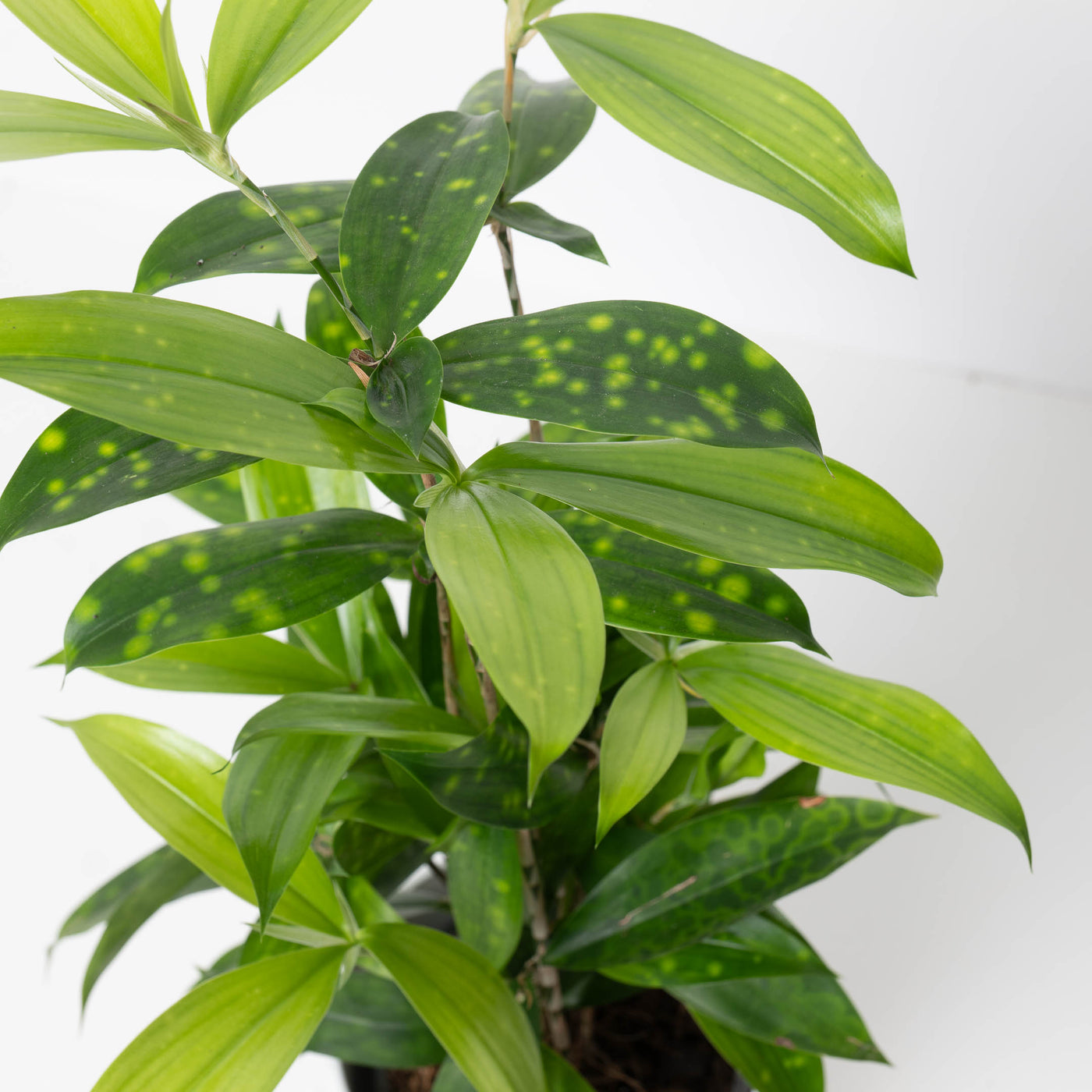 dracaena surculosa var maculata Dracaena Surculosa