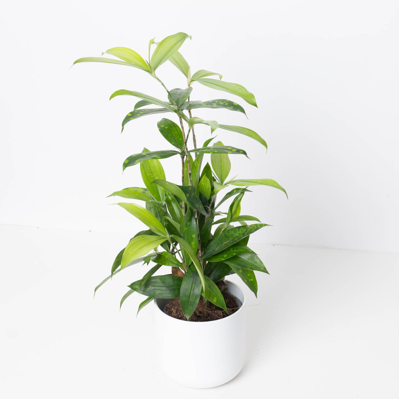 dracaena surculosa benefits Dracaena Surculosa