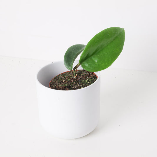 Hoya surigaoensis EG 00897 - House of Kojo