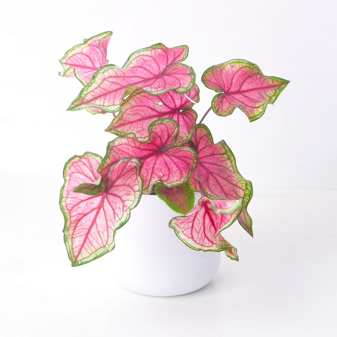 Caladium Sweetheart - House of Kojo