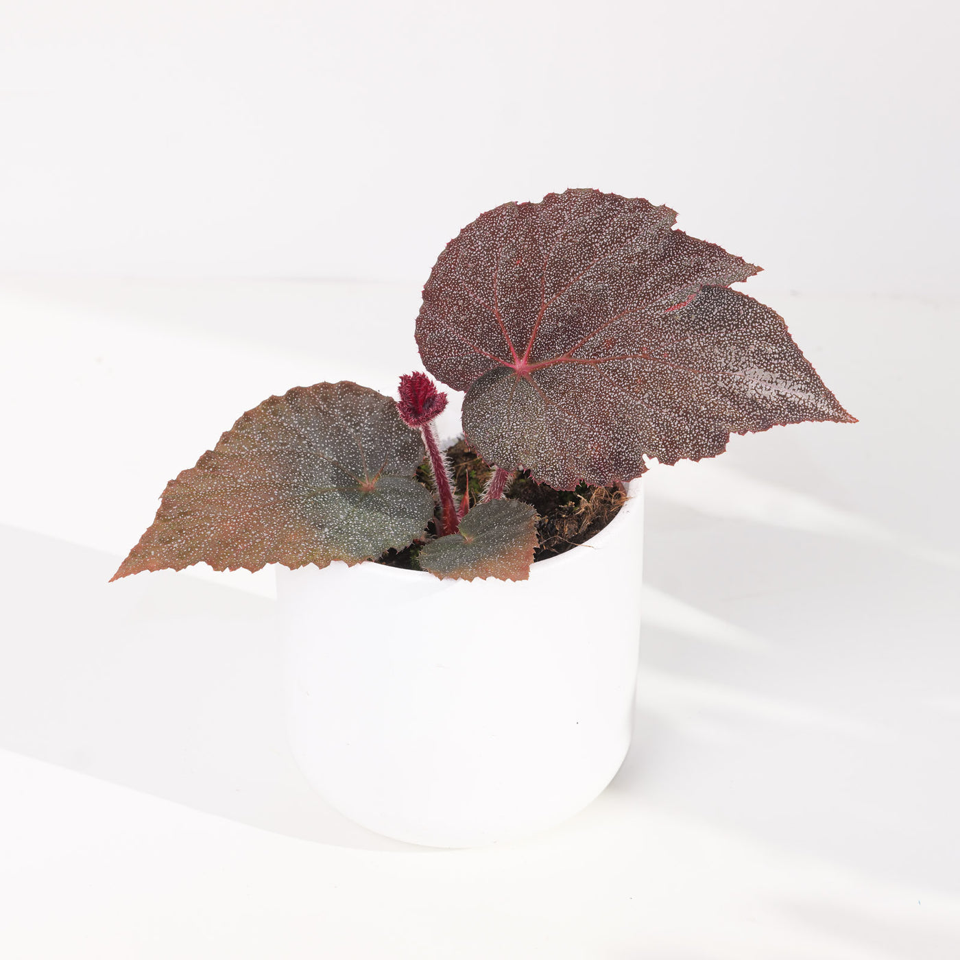 Begonia 'Taconite' - House of Kojo