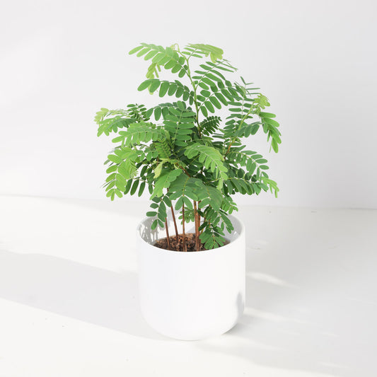 Tamarindus indica | Tamarind - House of Kojo