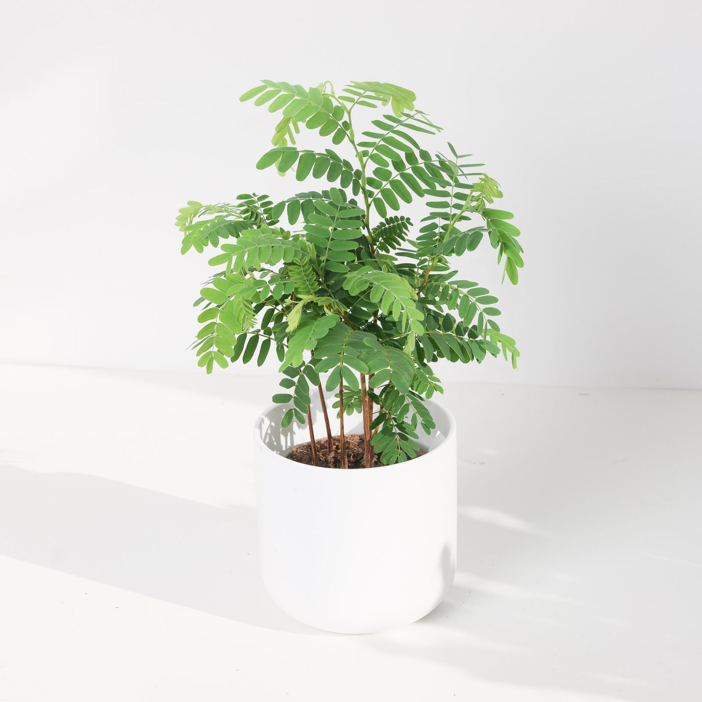 Tamarindus indica | Tamarind - House of Kojo
