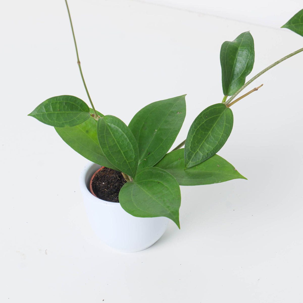 Hoya sp ternate - House of Kojo